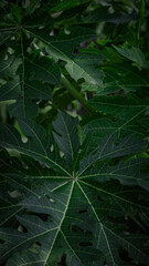 rain drops on the leaves