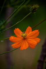 orange flower