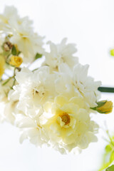 A bunch of white lush roses on a branch in the park, a rose garden on a sunny day - bokeh effect, selective focus, blurred background, blurred, bokeh
