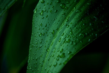 water drops on green leaf