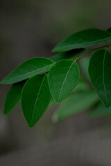 leaf