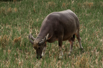 buffalo in the grass