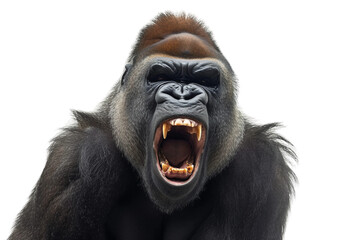 Furious Gorilla Baring its Teeth Isolated on a Transparent Background.