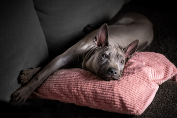 Zrelaksowany szczeniak rasy Thai Ridgeback Dog leży na kanapie - obrazy, fototapety, plakaty