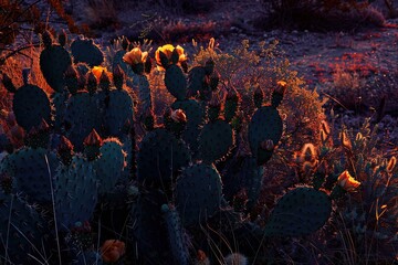 Dark Black flowers background large green cactuses in the arizona desert at sunset, Clouds - obrazy, fototapety, plakaty
