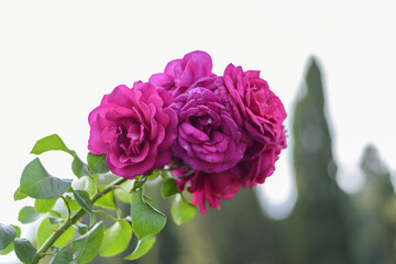 Large scarlet variegated roses against the blue sky in the park - rose garden, gardening, floristry, bokeh effect, selective focus, blurred background, blurred, bokeh