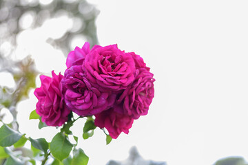 Large scarlet variegated roses against the blue sky in the park - rose garden, gardening, floristry, bokeh effect, selective focus, blurred background, blurred, bokeh