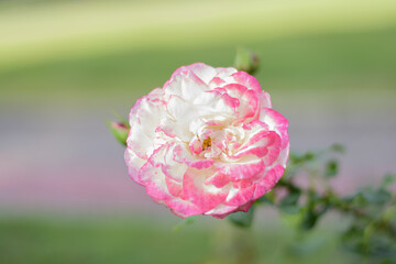 Delicate white rose with a pink tint on a green bush in a park garden - rose garden, gardening, floristry, bokeh effect, selective focus, blurred background, blurred, bokeh
