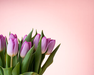 Bunch of Light Purple Tulips on a Light Pink Background