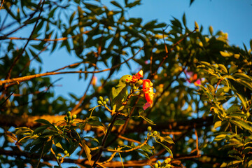 Wild Brazilian parakeets known as caturrita