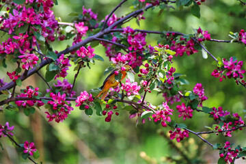 Female Baltimore Oriole is hidden behind a bunch of pink crabapple blossom flowers  in spring, mid...