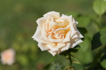 White-yellow large delicate tea rose on a green bush in a park garden - rose garden, gardening, floristry, bokeh effect, selective focus, blurred background, blurred, bokeh