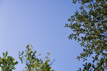 青空と葉っぱ