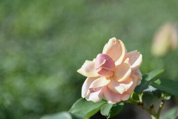 Anunusual large rose flower of delicate peach color on a green bush in park on a bright sunny day - rose garden, gardening, floristry, bokeh effect, selective focus, blurred background, blurred, bokeh