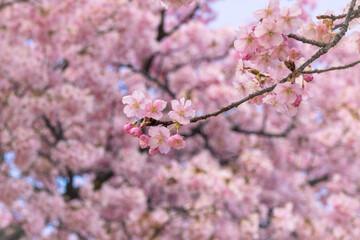 満開の桜
