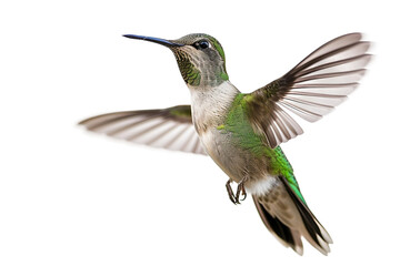 Fototapeta premium Flying Humming Bird Isolated on a Transparent Background.
