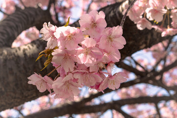クローズアップの河津桜
