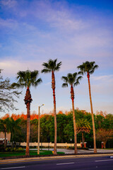 Fototapeta premium beautiful florida community sun rise