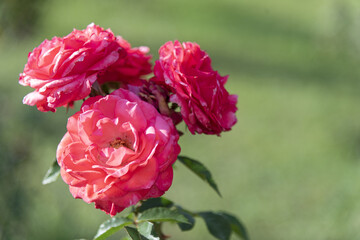 Several delicate pink roses on the branches in the garden, park - rose garden, gardening, floristry, bokeh effect, selective focus, blurred background, blurred, bokeh