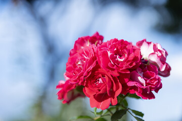 Large scarlet variegated roses against the blue sky in the park - rose garden, gardening, floristry, bokeh effect, selective focus, blurred background, blurred, bokeh