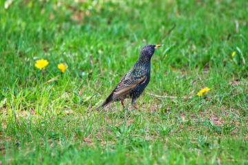 Close up of Common Starling with an insect in its beak  on the grounds of the Dominion Arboretum park in Ottawa,Ontario,Canada