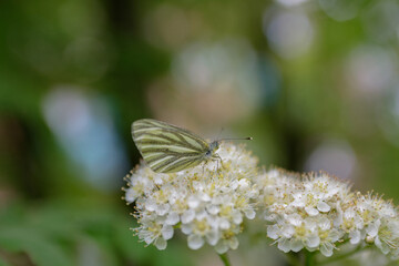 White butterfly sits on an inflorescence of white elderberry flowers - close-up, soft focus, bokeh...