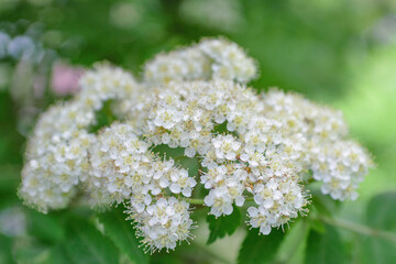 White elderberry flowers close-up against green foliage background - soft focus, blurred...