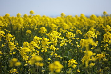 5月中旬に満開を迎えた、当別町の菜の花