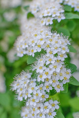White elderberry flowers close-up against green foliage background - soft focus, blurred background, bokeh effect
