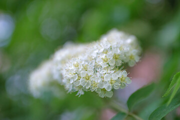 White elderberry flowers close-up against green foliage background - soft focus, blurred...