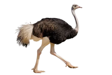 Fotobehang African Ostrich Isolated on a Transparent Background. © rzrstudio