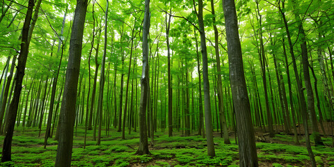 Terra Intocada Floresta exuberante com árvores altas e folhagem verde exuberante