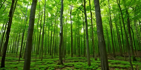 Foto auf Acrylglas Terra Intocada Floresta exuberante com árvores altas e folhagem verde exuberante © Alexandre