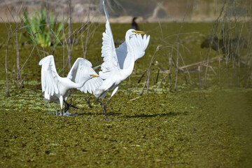 great egret (Ardea alba) in the wild fighting at Reserva Ecologica Costanera Sur nature reserve,...