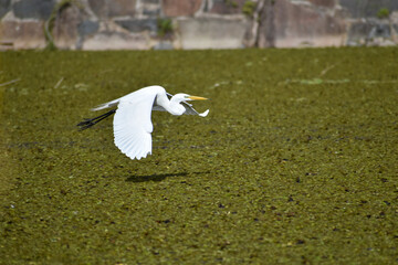 great egret (Ardea alba) flying in the wild at Reserva Ecologica Costanera Sur nature reserve,...