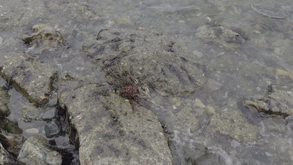 Stealthy Magellanic King Crab Awaiting Prey by the Shore