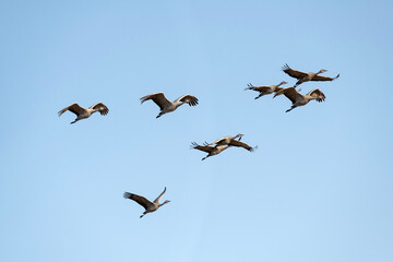 Fototapeta premium Sandhill cranes (Grus canadensis) in flight; nr Kearney, Nebraska
