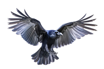 A Beautiful Raven Isolated on a Transparent Background.