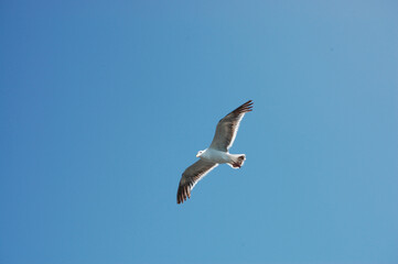 Seagull flying