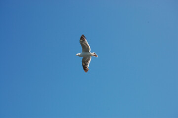 Seagull flying