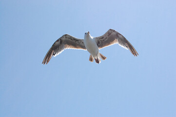 Seagull flying
