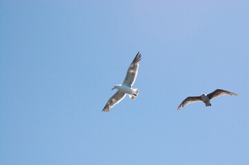 Seagull flying