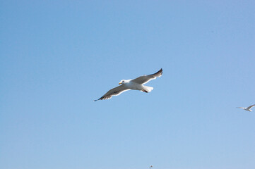 Seagull flying