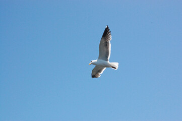 Seagull flying