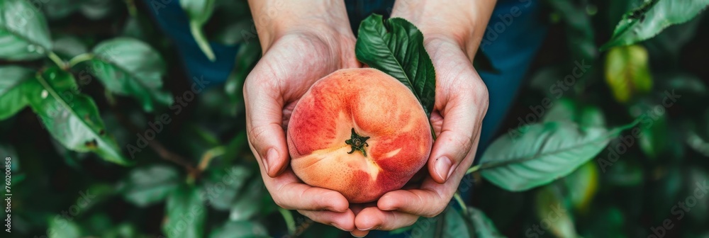 Poster hand holding ripe peach, selective focus on array with copy space for text placement