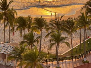 palm trees at sunset