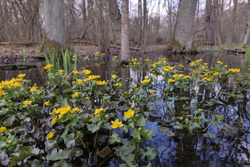 In spring,  Caltha blooms in European swamps.
