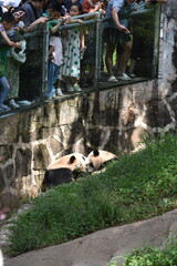 Giant Panda in Sichuan, China