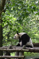 giant panda eating bamboo, Giant panda eating bamboo, Chengdu, Sichuan, China © Wang