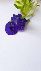 Edible flowers, Butterfly pea isolated